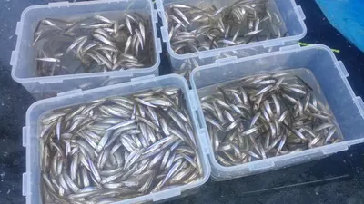 경북 의성금봉지빙어낚시 축제 시작 되었습니다.