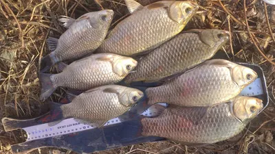 의성권 부분적인 산란이 시작되었습니다~