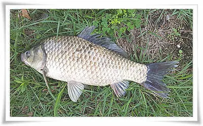 휴가와 피서-한여름 낚시의 시작