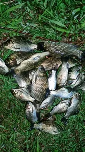 [청미천]좋은 조황의 모습