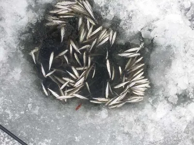 [두창지] 수도권 빙어 1번지답네요