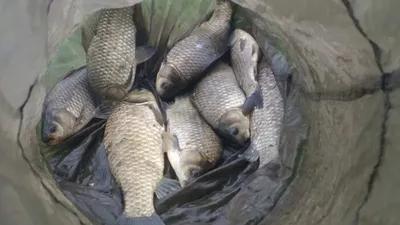 의성권 대물들 배수걱정없는 이곳........