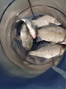 [고삼지]가을 붕어들이 기다립니다