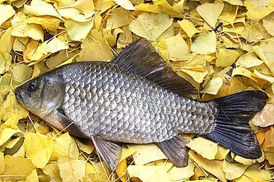 붕어낚시 가을걷이 시기