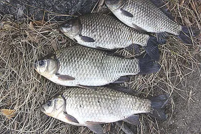 춘분에 드리는 조황안내 입니다.