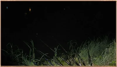 진위천 조황 소식