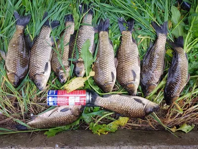 의성권 대물들 조황...........