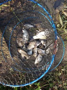 [청미천수로] 떡밥에 올라온 붕어들