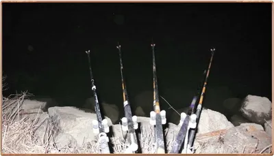 진위천 조황 소식