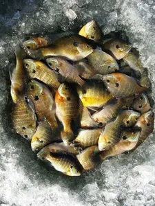 [고삼지] 블루길들의 모습