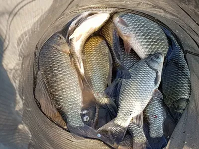 의성권 조황입니다 ~