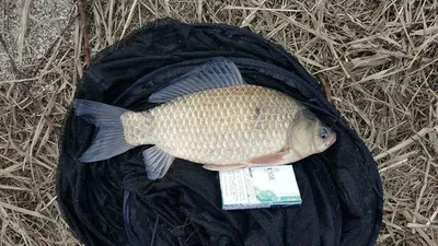 [청미천] 낚시여건 좋습니다