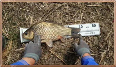 진위천 조황 소식