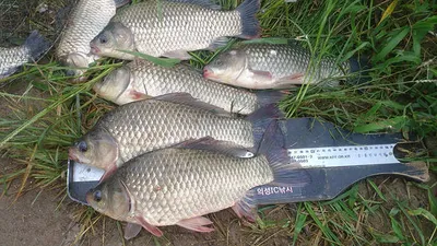 황금붕어 사짜와 대물들 .....