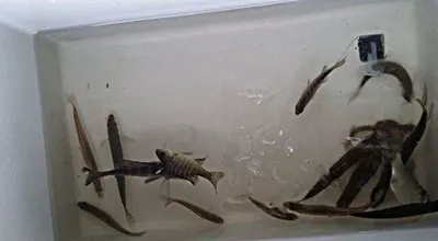 [두창지] 빙어낚시 준비완료