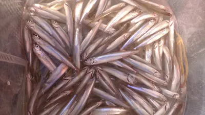 경북 얼음낚시 최고는 역시 의성 빙어 붕어낚시가 최고네요!