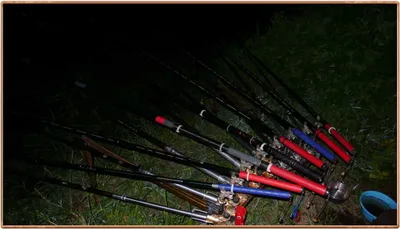 진위천 조황 소식