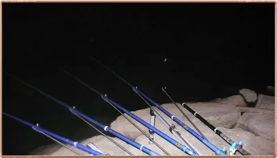 진위천 조황 소식