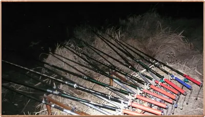 진위천 조황 소식