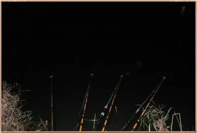 진위천 조황 소식