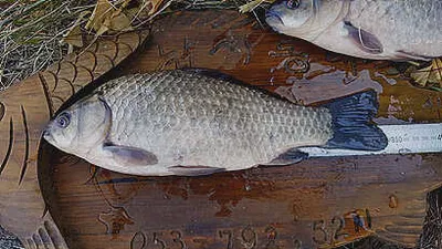 봄을 맞는 저수지들-새해 첫 인사 드립니다.