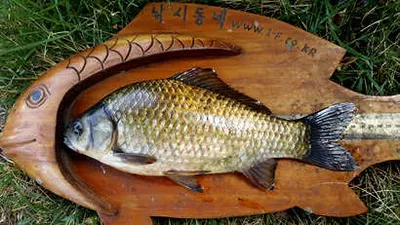 추석 연휴엔 조황도 푸짐하길 기대 하면서......