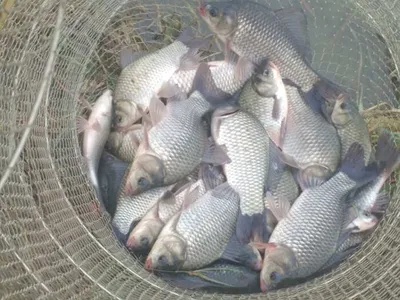 의성권 조황입니다