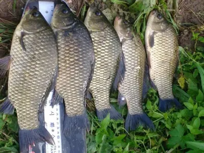 의성권  월척 조황