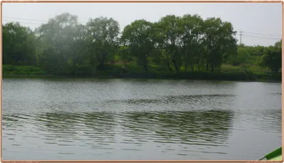 진위천 간단 조황 소식