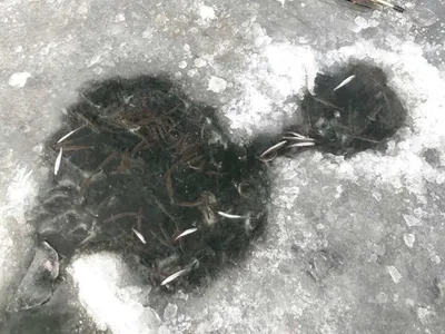 [두창지] 골고루 올라옵니다