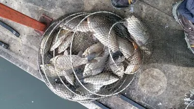 [두창지] 대물들의 모습