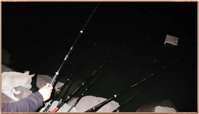 진위천 조황 소식