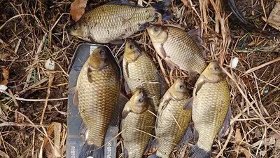 일부산란시작된 의성권 ~