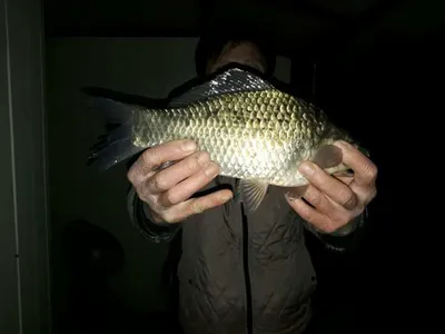 [두창지] 청미천 AI때문에 낚금