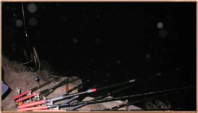 진위천 조황 소식