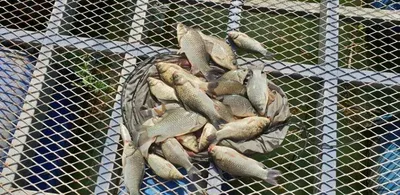 [고삼지] 마릿수는 매우 좋습니다