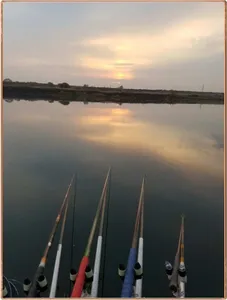 진위천 조황 소식