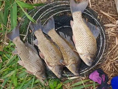 의성권의 대물들 ~