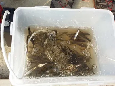 [두창지] 월요일 오전 잠깐동안 빙어조황