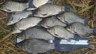 수초가 삭아내린 의성가을대물들 ~