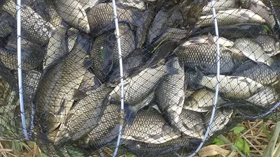 추석연휴 대물붕어들 마릿수...