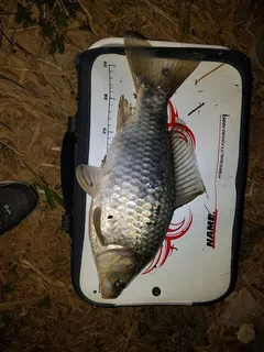 4ㅉㅏ의 찌맛과 손맛