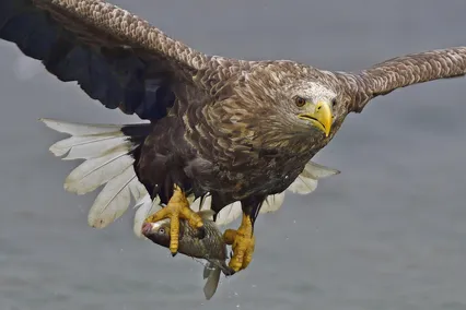 흰꼬리수리 월척사냥