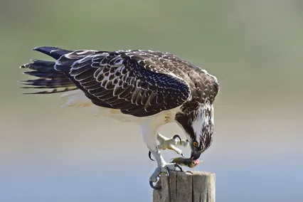 물수리 붕어낚시