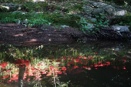 불갑사의  반영
