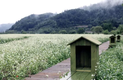 메밀꽃 필 부렵의 풍경봉평