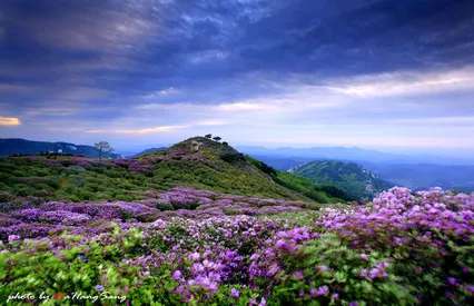 천상의 화원  황매산