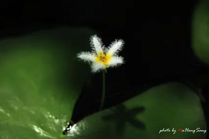 연이 피는 계절