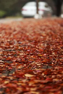 가을이 내게 오면