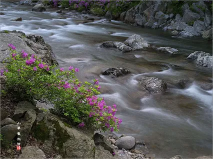 달궁 수달래 *^-^*